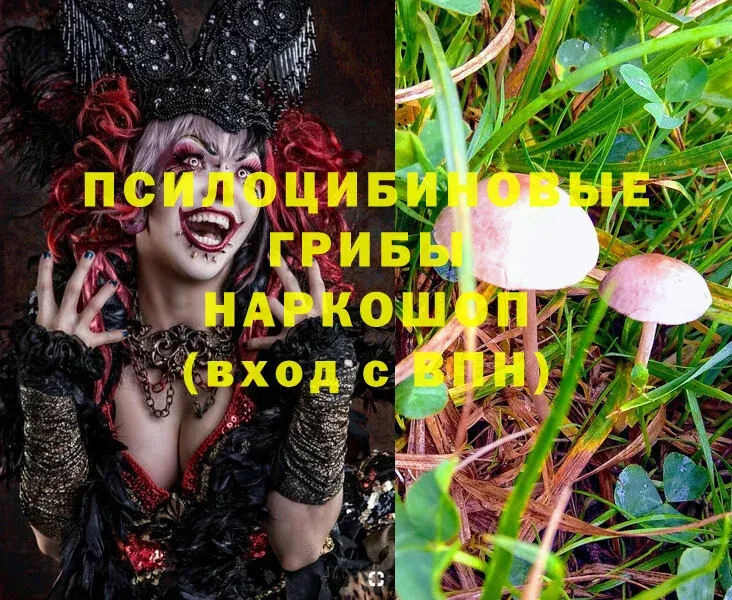 Галлюциногенные грибы Magic Shrooms  Бийск 